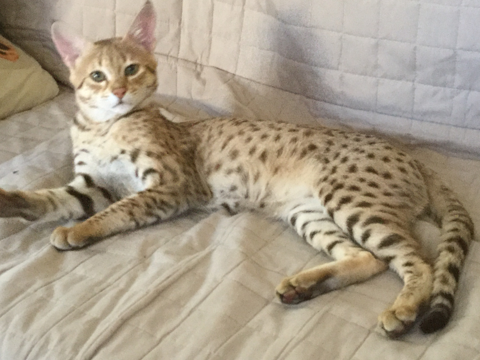 Chatte savannah f2