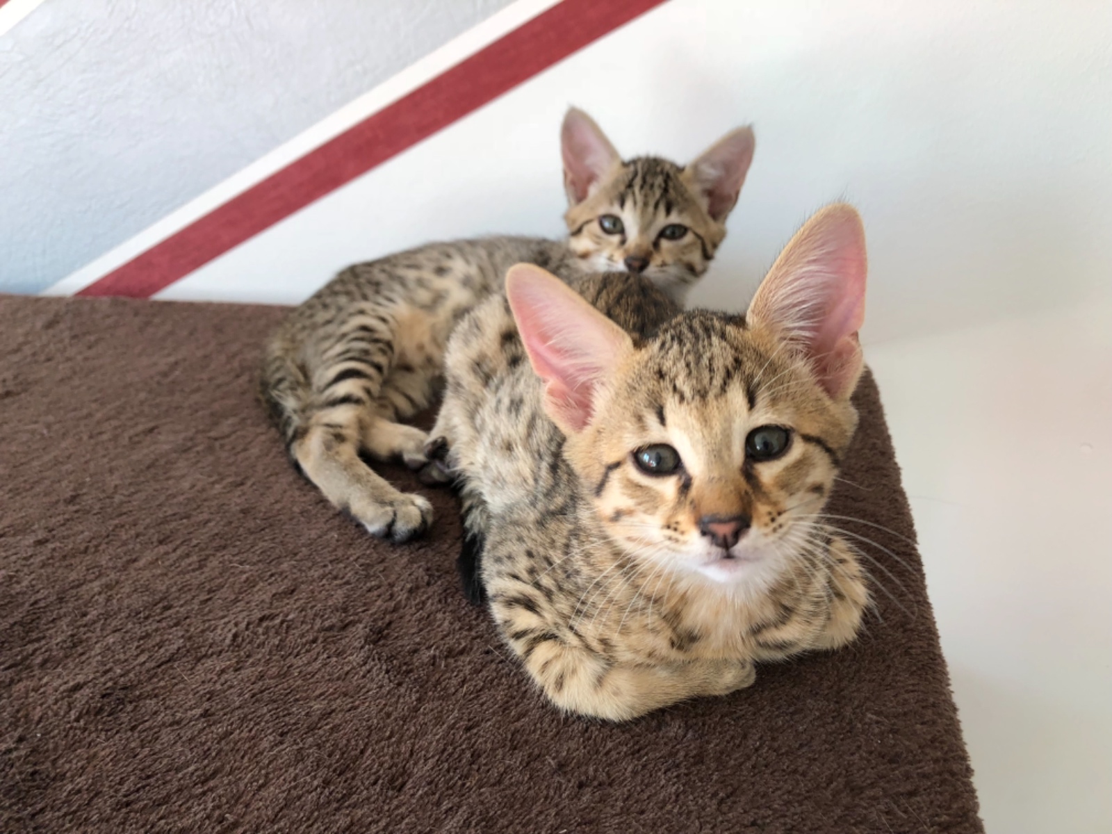 8E964A00 FB1F 4B05 A7BA 7A014C0CBF7E