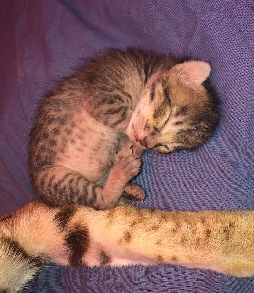 Chaton savannah F3 b