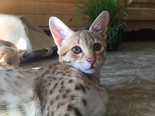 Chatte savannah F2  IVI