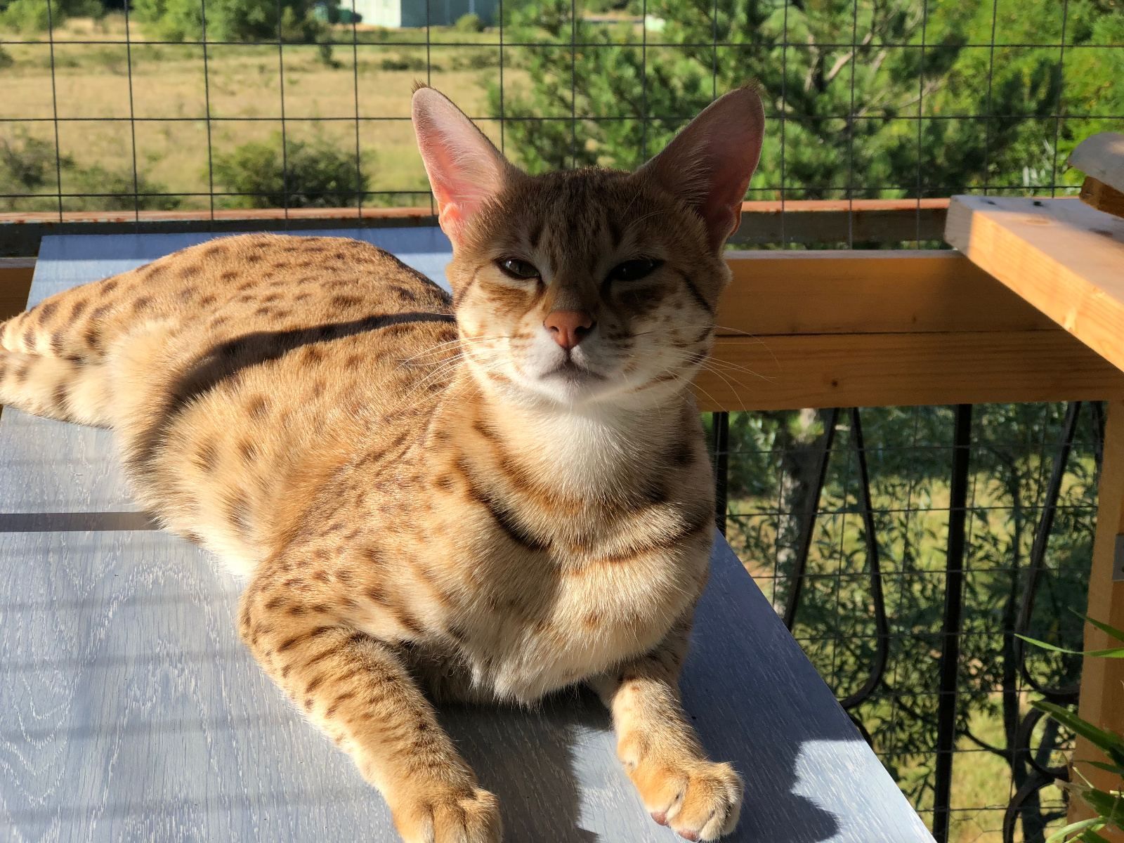 Chatte savannah F2£