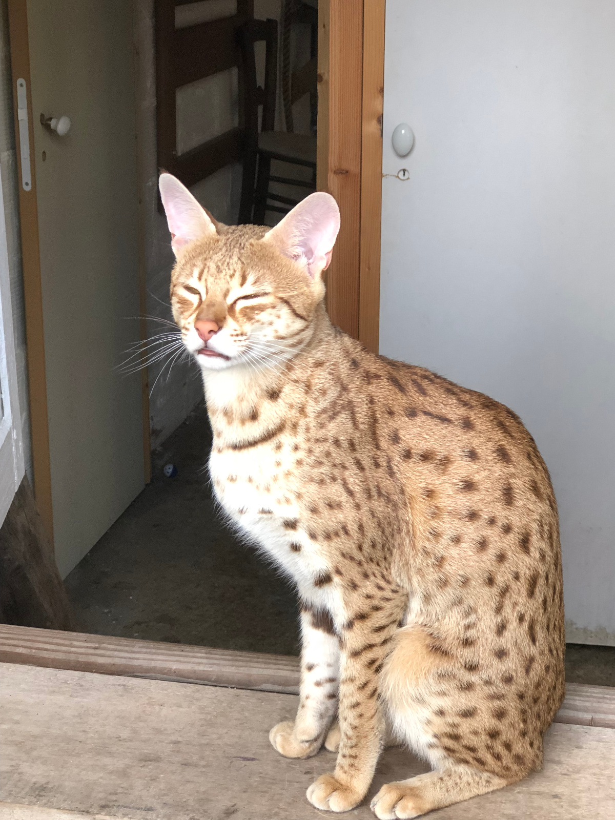 Chat femelle savannah f2