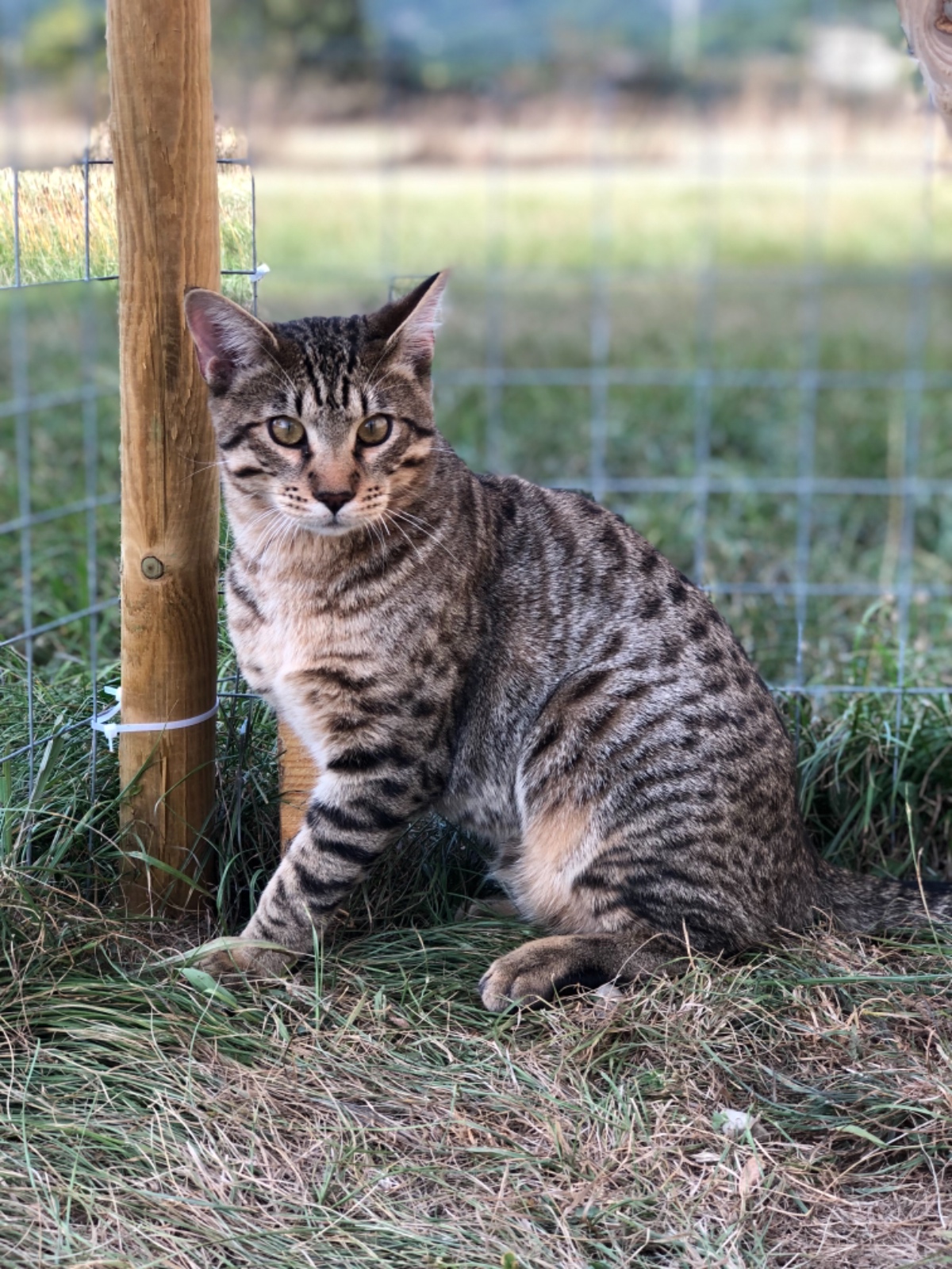 70090081 A94C 4042 AC76 7B1F66DDC8BE