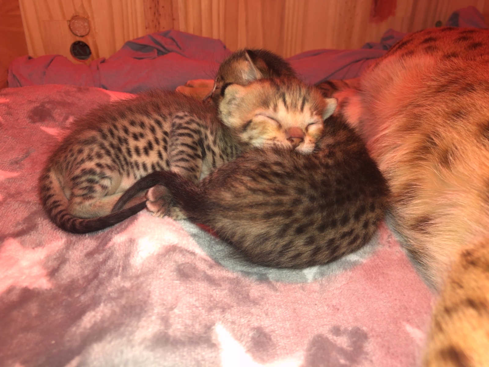 Nos Anciens Chatons Savannahs