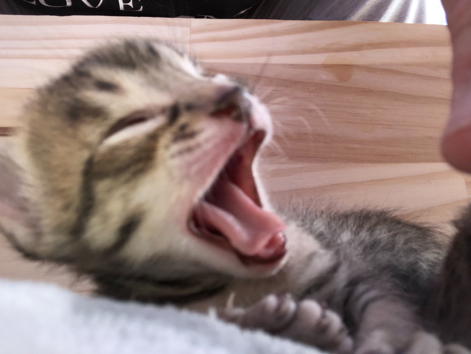 8BB50406 699D 4B98 AE5E 5FFBB18A212E