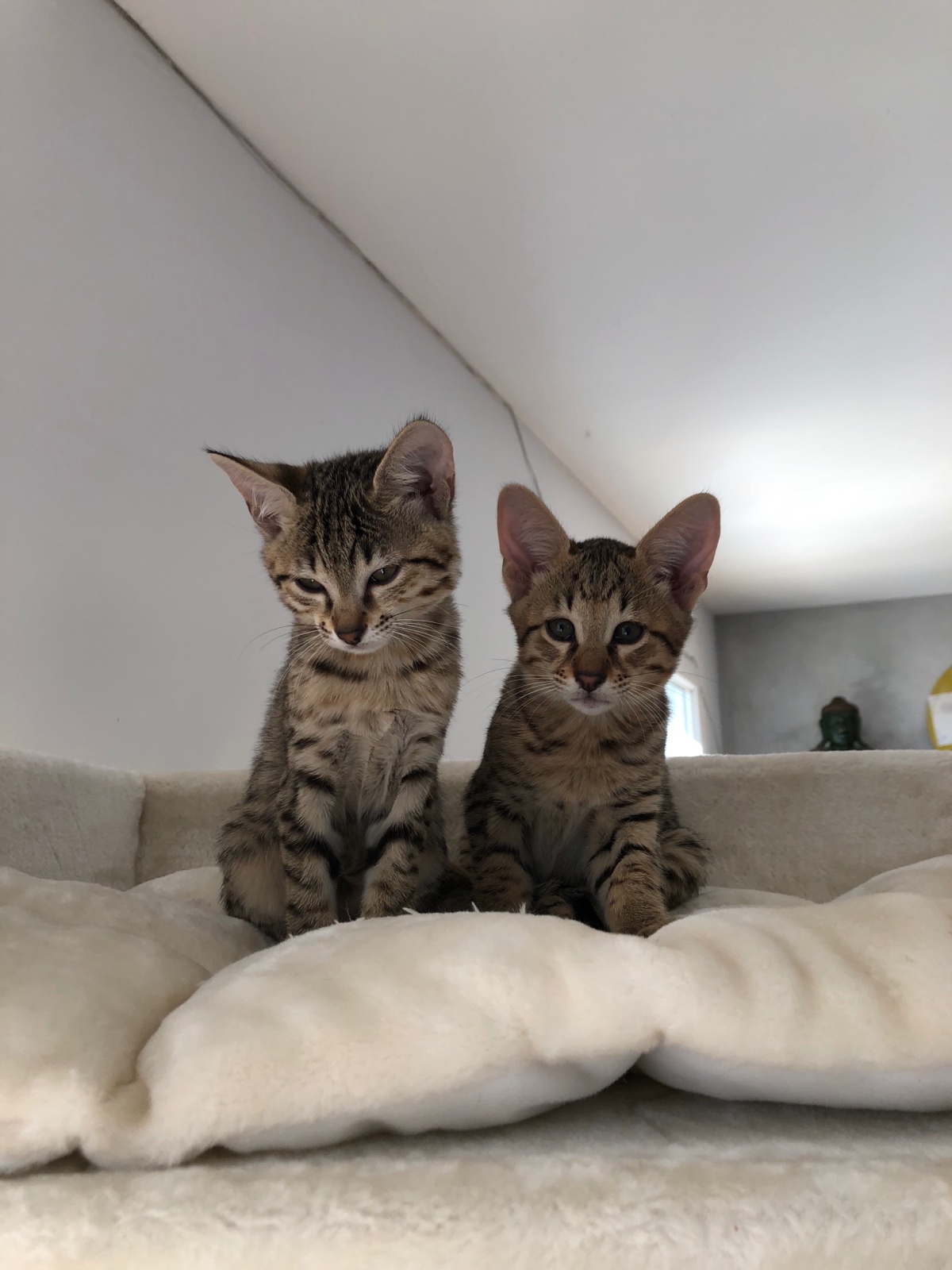 D9773286 071F 4927 A6C8 756A397B2D70